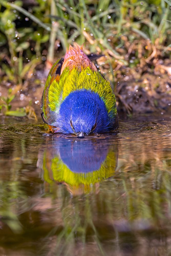 Male painted bunting bathing-Rio Grande Valley-Texas art print by Adam Jones for $57.95 CAD